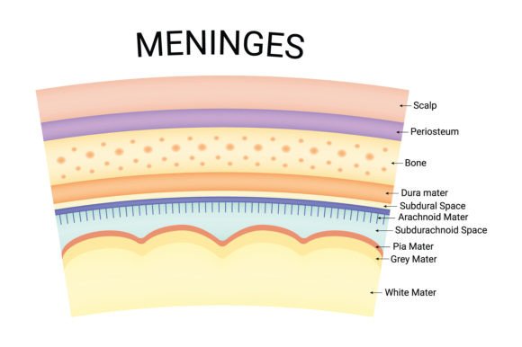 Download Meninges Science Design Vector Diagram - Design Collection