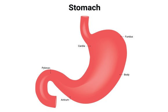 Download Stomach Science Design Vector Diagram - Design Collection