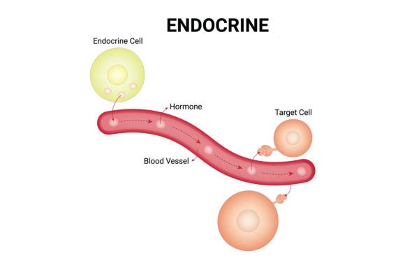 Download Endocrine Science Design Vector Diagram - Design Collection